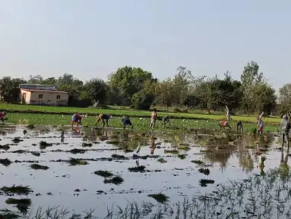 સોજિત્રા પંથકમાં ઉનાળુ ડાંગરની ખેતીમાં વધારો, સતત નુકશાને ખેડૂતોને પાક ફેરબદલની ફરજ