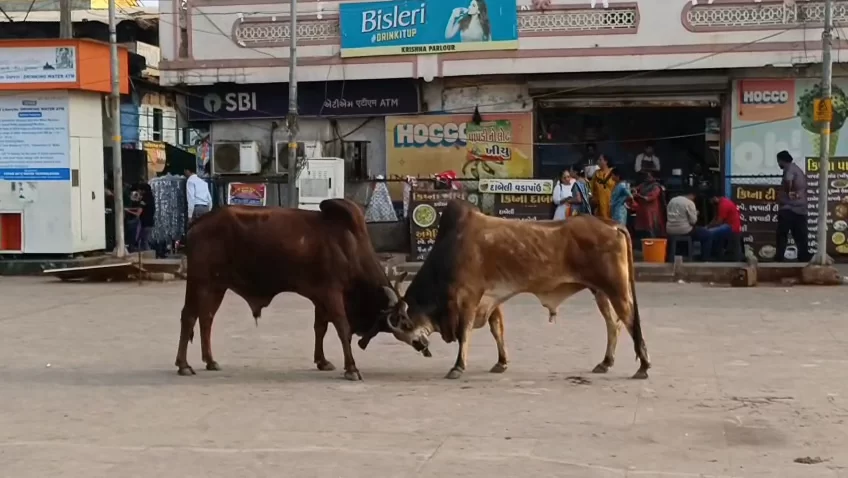 ડાકોર ગોમતીઘાટ પર આખલાઓ વચ્ચે ભયાનક યુદ્ધ, દર્શનાર્થી ભક્તોમાં ફફડાટ