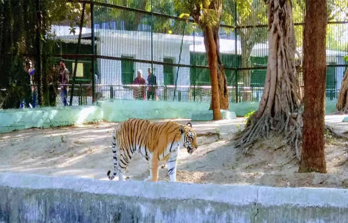 અમદાવાદમાં આકરી ગરમી વચ્ચે કાંકરિયાના વન્યજીવો માટે 'હાઈટેક' સુરક્ષા: કૂલર, ગ્રીન નેટ અને ખાસ ડાયટ સાથે તંત્ર સજ્જ